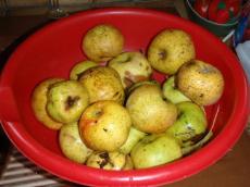 Confiture de Pommes  la Vanille