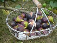 Liqueur de Figues