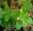 Liqueur de Menthe du Jardin