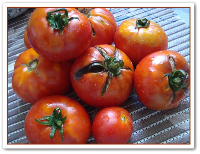 Sauce Tomate Frache Maison